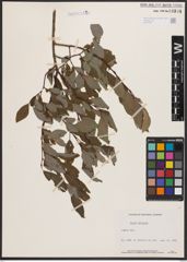 Salix bebbiana Sarg.